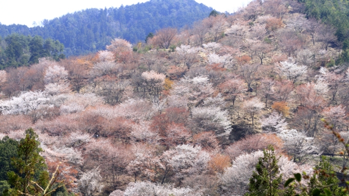 【3/26〜4/16限定】絶景☆吉野の桜を満喫♪春のさくら会席プラン